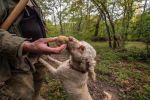 Il Tartufo Bianco di Acqualagna alla conquista di Roma